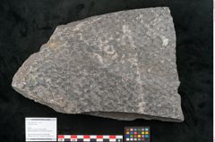 Foto (Objekt + Etikett) von Lepidodendron sp.  (NHMW-GEO-2024-0188-11031)